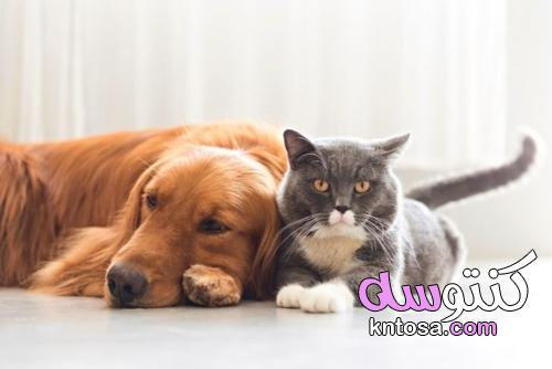 تقوية جهاز المناعة لكلبك وقطتك kntosa.com_19_21_163
