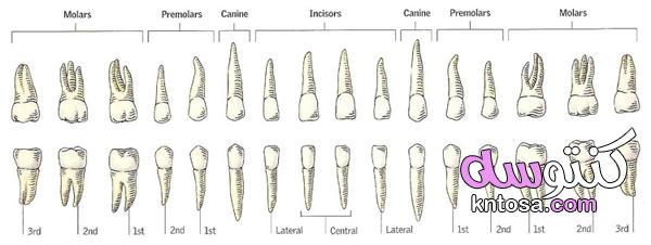 اطوال جذور الأسنان وأشكالها بالصور