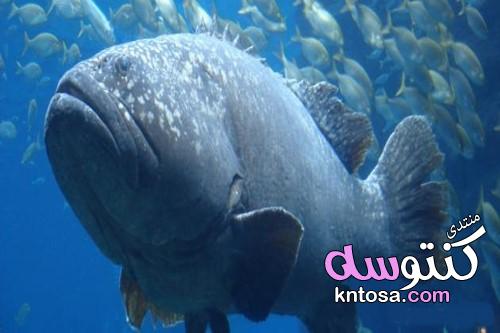 سمك الهامور ، نبذه عن سمك الهامور ، تعرف على سمك الهامور 2019 kntosa.com_20_19_155