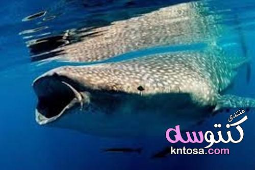 سمك الهامور ، نبذه عن سمك الهامور ، تعرف على سمك الهامور 2019 kntosa.com_20_19_155