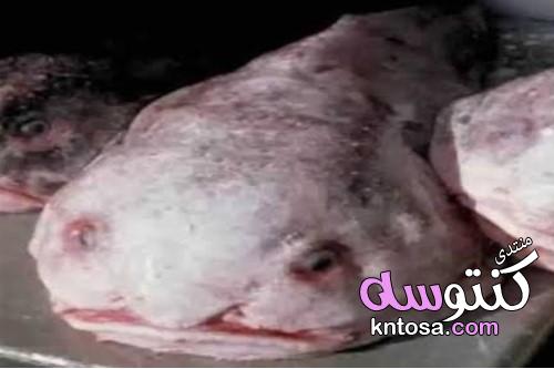 سمكة الفقاعة، نبذة عن سمكة الفقاعة، المخاطر التي تواجهها سمكة الفقاعة kntosa.com_20_19_155