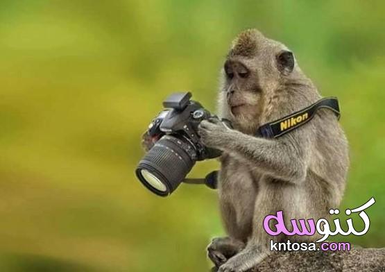بالصور.. عشق الحيوانات للتصوير الفوتوغرافي kntosa.com_20_19_156