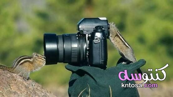 بالصور.. عشق الحيوانات للتصوير الفوتوغرافي kntosa.com_20_19_156