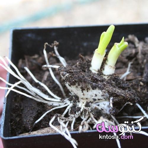 كيفية زراعة البصل في المنزل kntosa.com_20_19_156
