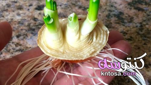 كيفية زراعة البصل في المنزل kntosa.com_20_19_156