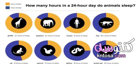 كم ساعة تنام الحيوانات kntosa.com_20_20_160