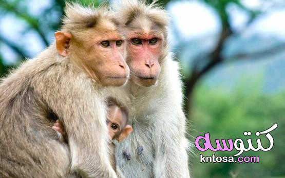معلومات عن الدورة الشهرية للحيوانات kntosa.com_20_20_160