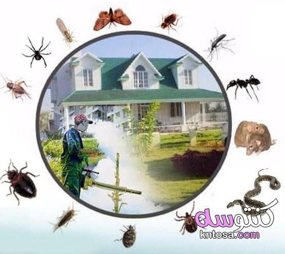 التخلص من الحشرات المنزلية لبيت صحي وآمن kntosa.com_20_21_161