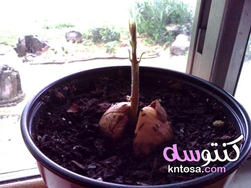 تنبت حفرة الأفوكادو،كيفية زراعة شجرة الأفوكادو - منتدى كنتوسه kntosa.com_20_22_164