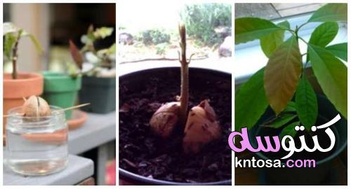 تنبت حفرة الأفوكادو،كيفية زراعة شجرة الأفوكادو - منتدى كنتوسه kntosa.com_20_22_164