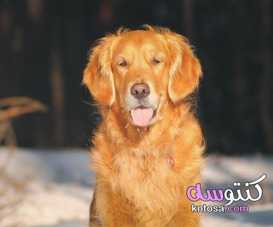 كلاب لطيفه,المستردّ الذهبي Golden Retrieved,نوع من انواع الكلاب الجميلة,بيبى شارك كلبة kntosa.com_21_19_157