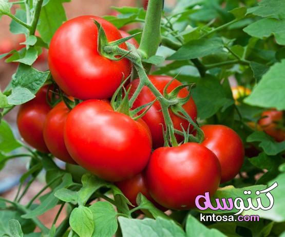ملف كامل عن زراعة الطماطم،زراعة الطماطم العضوية، زراعة الطماطم pdf kntosa.com_21_20_157
