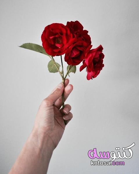 ورود رومانسية للاهداء،صور ايد بنت2020, رمزيات فتاه ماسكه ورده،ورد طبيعي بالصور kntosa.com_21_20_159