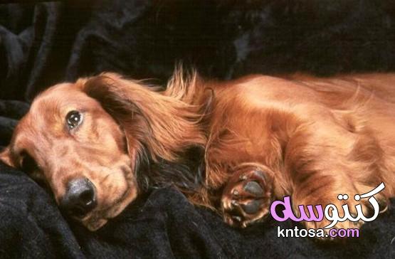 مدة الدورة الشهرية عند الكلاب kntosa.com_21_20_160