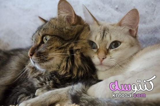 ما هي سيكولوجية القطط kntosa.com_21_21_161