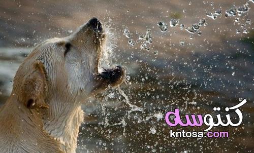 كيف ترطب كلبك بشكل صحيح خلال الصيف؟ kntosa.com_21_21_162