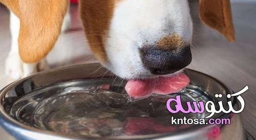 كيف ترطب كلبك بشكل صحيح خلال الصيف؟ kntosa.com_21_21_162