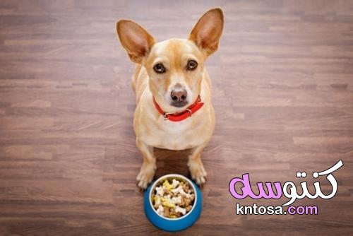 5 نصائح لجعل الكلب يأكل طعامًا جافًا kntosa.com_21_21_162