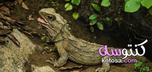معلومات عن حيوان التواتارا .. وبماذا تتميز عن غيرها من الزواحف kntosa.com_21_21_163