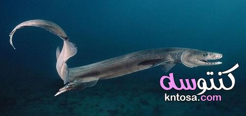 حقائق رائعة عن القرش المزركش .. ” ثعبان البحر الحقيقي “ kntosa.com_21_21_163