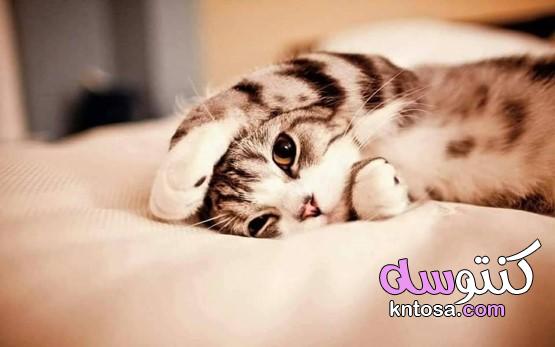 فوائد صحية لوجود القطط فى حياة الانسان kntosa.com_22_19_156