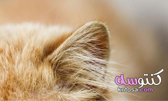 سماع القط: كيف تعمل أذن القطة؟ kntosa.com_22_21_161