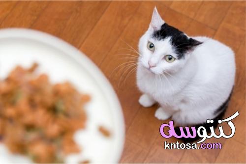 كيف تطعم قطتك بشكل صحيح؟ نصائحنا kntosa.com_22_21_163