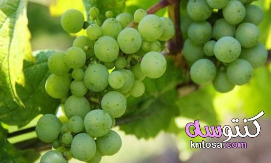 ما هي أهم فوائد العنب الاخضر kntosa.com_22_22_164