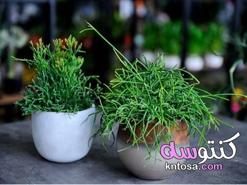 ريبساليس , الصبار والنباتات , Ripsalis نبات داخلي كيفية العناية به kntosa.com_23_19_156