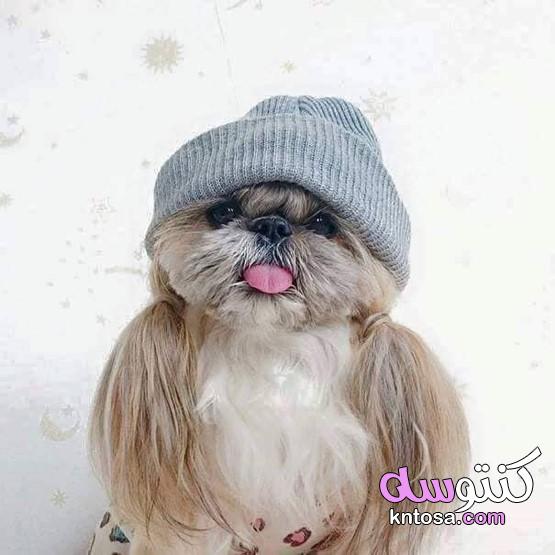 احدث صور الكلبة ريستا , اغنى كلبه في العالم ريستا kntosa.com_23_19_156