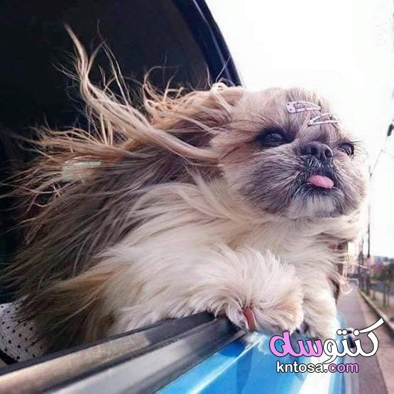 احدث صور الكلبة ريستا , اغنى كلبه في العالم ريستا kntosa.com_23_19_156