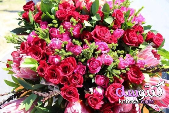 فوائد زيت الورد.. وآثار جانبية يجب تجنبها 2021 kntosa.com_23_20_160