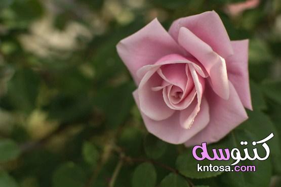 فوائد زيت الورد.. وآثار جانبية يجب تجنبها 2021 kntosa.com_23_20_160