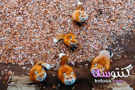 صور حيوانات مذهلة من حول العالم تصيبنا بالدهشة 2022 kntosa.com_23_21_161