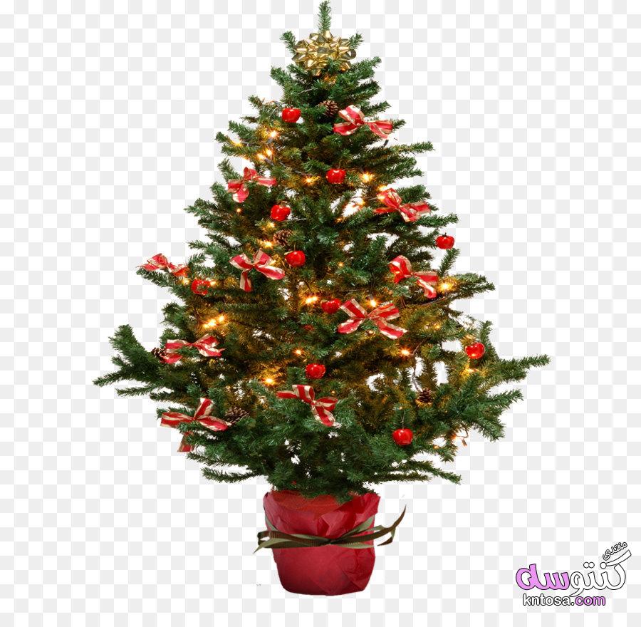 سكرابز شجرة الكريسماس,سكرابز للكريسماس,شجر الكريسماس للفوتوشوب,سكرابز شجرة عيد الميلاد kntosa.com_24_18_154