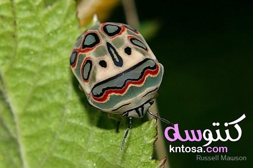صور خنفساء بيكاسو الجميلة , Picasso Bug kntosa.com_24_19_156