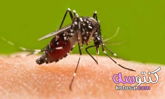 أنواع الملاريا وطرق انتقاله وكيفية علاجه 2021 kntosa.com_24_20_160