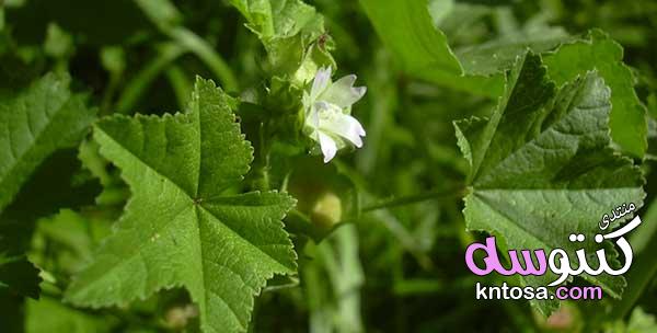 فوائد الخبيزة الصحية,نبات الخبيزة الرائع,الخبيزة وفوائدها,تعرف على فوائد الخبيزة kntosa.com_25_19_155
