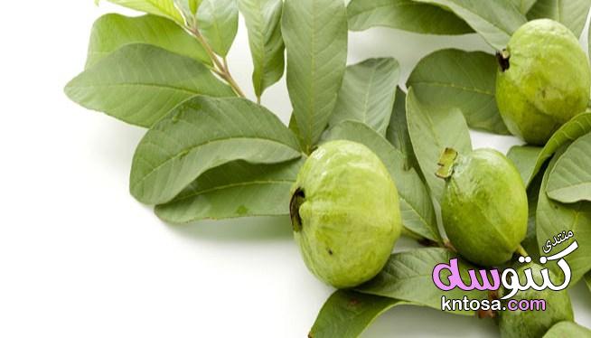 فوائد ورق الجوافة للشعر,فائدة مذهلة لأوراق الجوافة,اوراق الجوافة كنز حقيقي kntosa.com_25_19_155