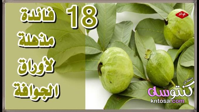 فوائد ورق الجوافة للشعر,فائدة مذهلة لأوراق الجوافة,اوراق الجوافة كنز حقيقي kntosa.com_25_19_155