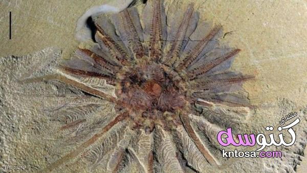 اكتشاف "وحش بحري" يزيد عمره عن 250 مليون عام kntosa.com_25_19_155
