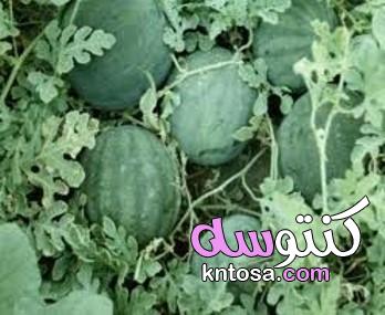 كيفية زراعة البطيخ,افضل طريقه لزراعه البطيخ في المنزل,زراعة البطيخ في المنزل خطوة بخطوة kntosa.com_25_19_156