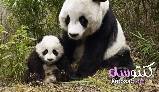 ما هو حيوان الباندا،كيف يتغير شكل الباندا عن شكل الولادة،أماكن تواجد حيوان الباندا kntosa.com_25_19_157