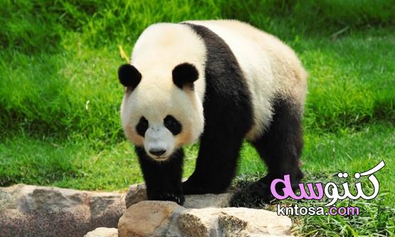 ما هو حيوان الباندا،كيف يتغير شكل الباندا عن شكل الولادة،أماكن تواجد حيوان الباندا kntosa.com_25_19_157