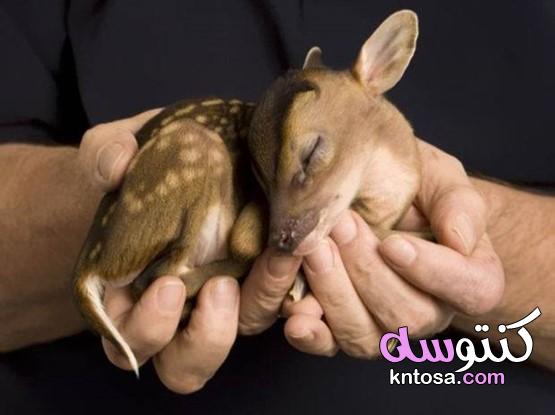 صور الحيوانات وهي بيبي،صور حيوانات كيوت،صور حيوانات للاطفال جميلة جداً kntosa.com_25_21_161