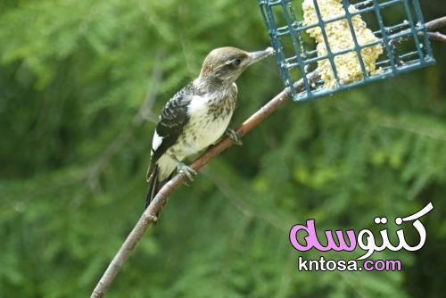 وصفات الشحم محلية الصنع ونصائح تغذية الشحم للطيور kntosa.com_25_21_163