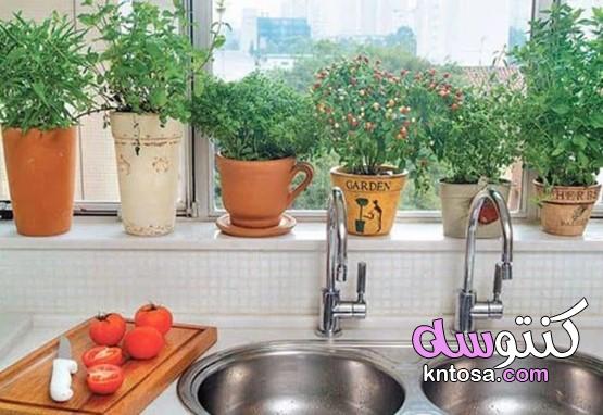 نباتات منزلية لا تحتاج للشمس،نباتات تصلح للمطبخ،ديكور الزرع الاخضر في مطبخك kntosa.com_26_20_159