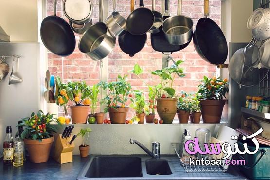 نباتات منزلية لا تحتاج للشمس،نباتات تصلح للمطبخ،ديكور الزرع الاخضر في مطبخك kntosa.com_26_20_159