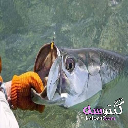 سمكه الطربون ، معلومات عن سمكه الملك الفضي kntosa.com_27_19_155