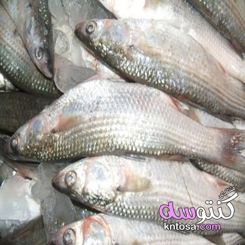 طريقة السمك البوري المشوي بالردة ،تحضير السمك البوري المشوي kntosa.com_27_19_155